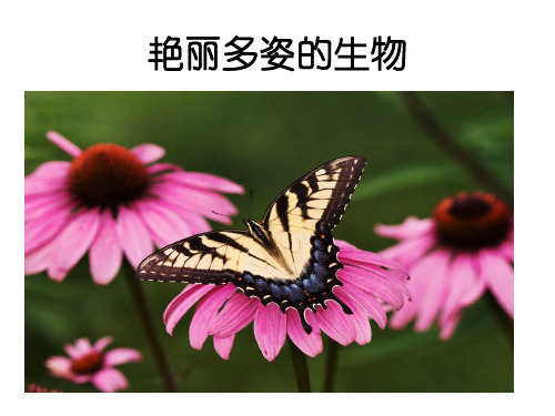 华东师大版科学七年级上册 1.1.《艳丽多姿的生物》 共61张PPT)