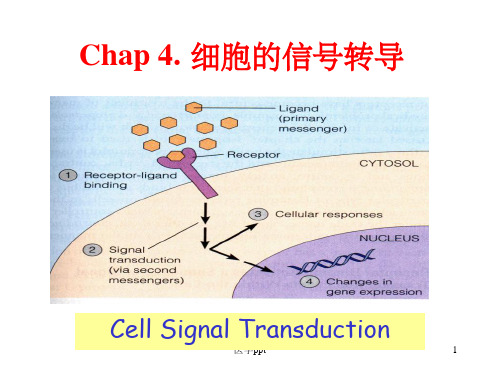 细胞的信号转导医学细胞生物学第