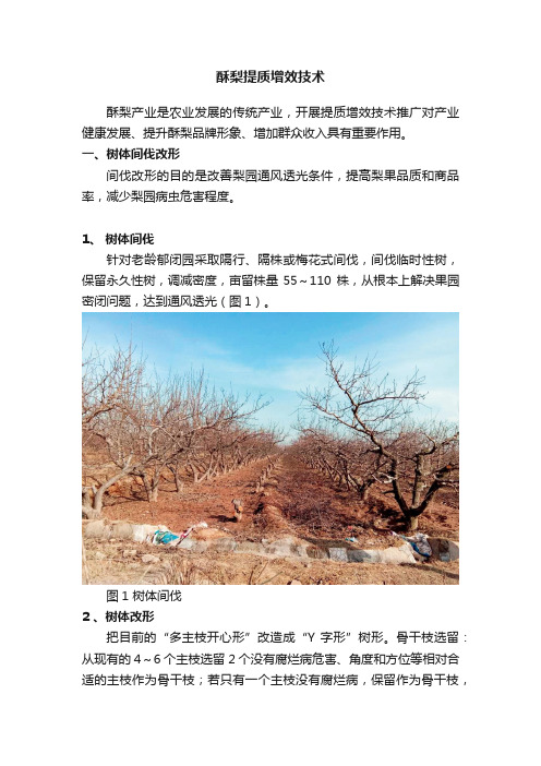 酥梨提质增效技术