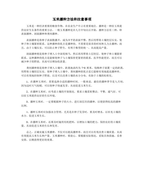 玉米播种方法和注意事项