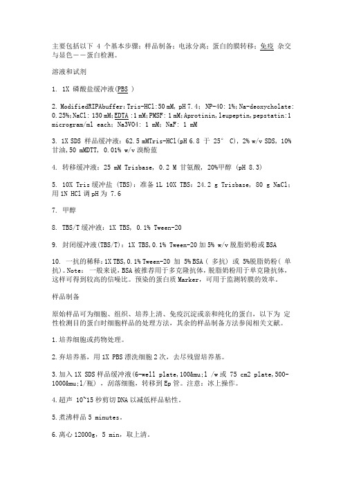 Western Blot(免疫印迹法)步骤