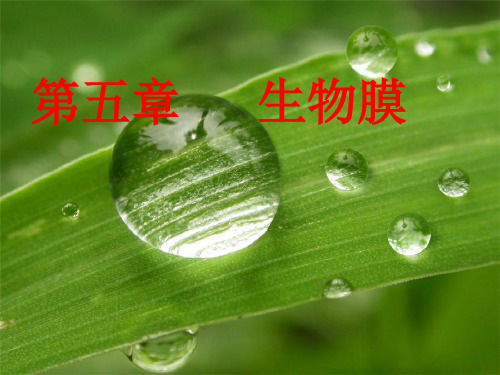 _第五章生物膜