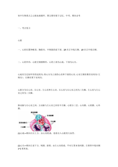 初中生物重点之心脏血液循环,图文都有便于记忆,中考、期末必考