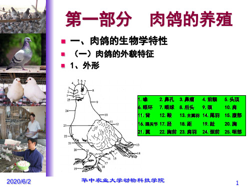 特种经济动物养殖培训班课程02鸽