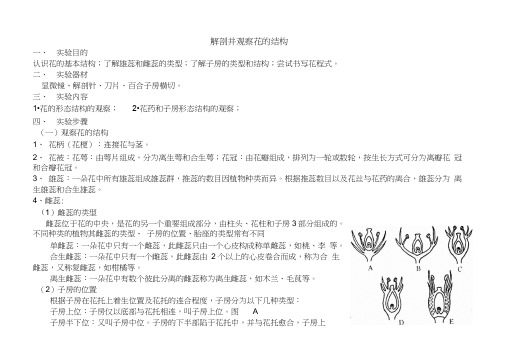 花的解剖实验报告