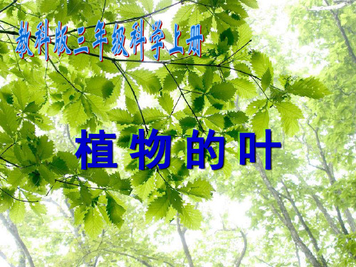 植物的叶 PPT课件(教科版科学三年级上册)