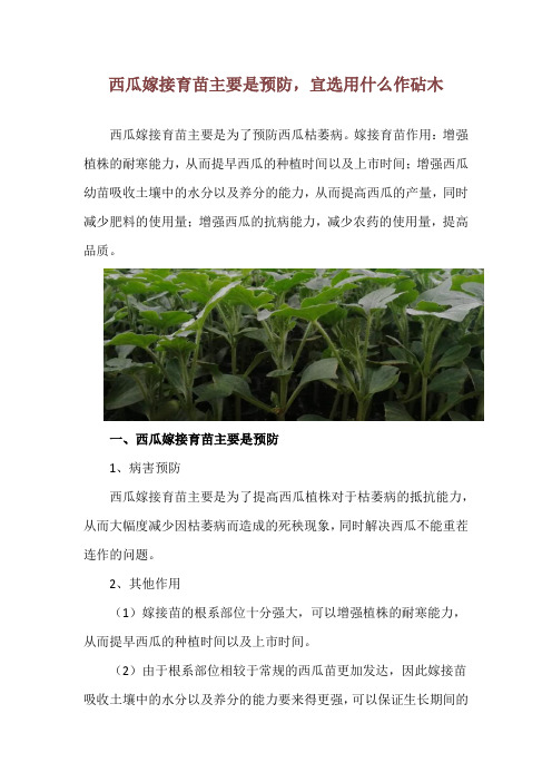 西瓜嫁接育苗主要是预防,宜选用什么作砧木