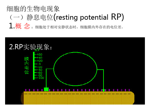 细胞的生物电现象