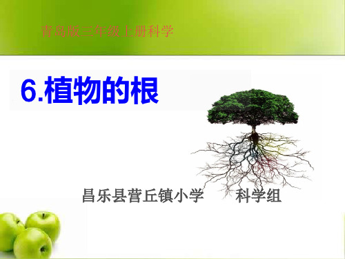 6.植物的根青岛版科学三年级上册