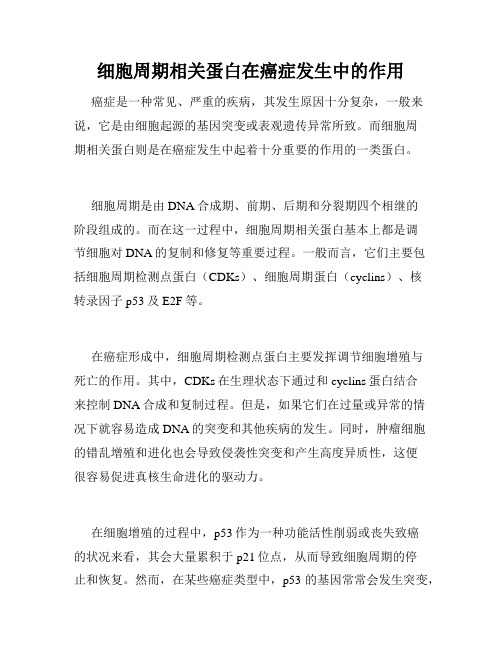 细胞周期相关蛋白在癌症发生中的作用