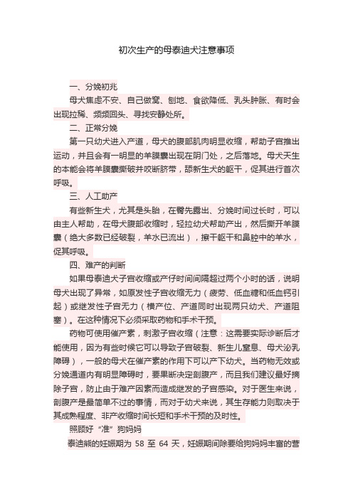 初次生产的母泰迪犬注意事项