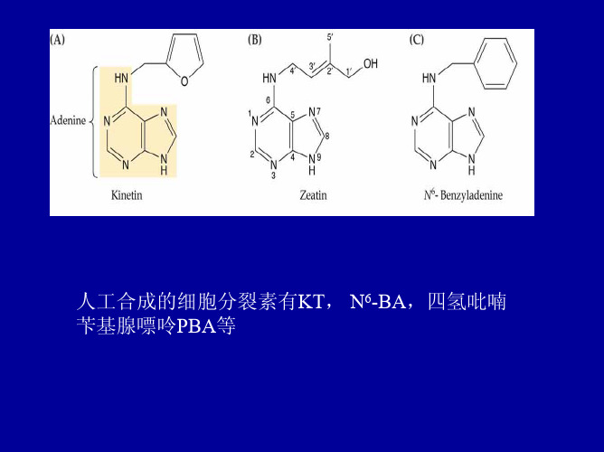 植物生理学：细胞分裂素类