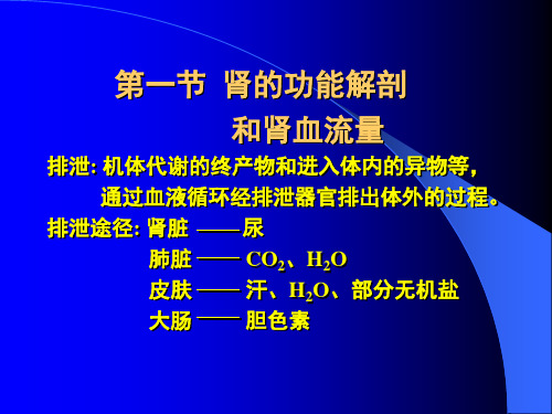 08-1 肾的功能解剖和肾血流量