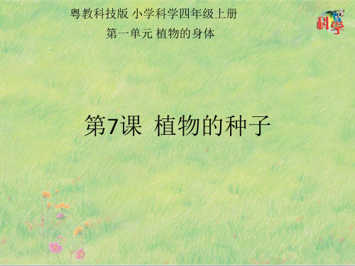 四年级上册科学课件 《植物的种子》教学课件(共17页)PPT粤教版