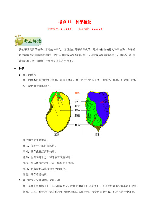 生物中考考点专题训练及答案解析11： 种子植物