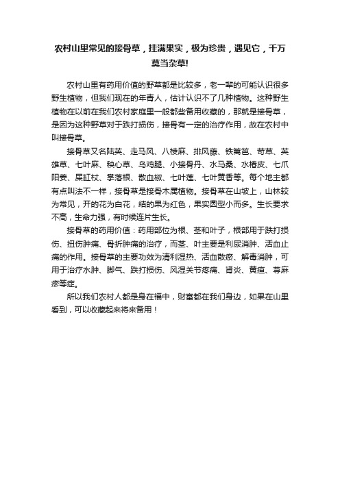 农村山里常见的接骨草，挂满果实，极为珍贵，遇见它，千万莫当杂草!