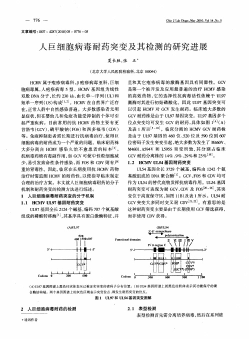 人巨细胞病毒耐药突变及其检测的研究进展