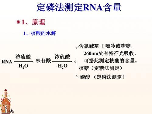 浙江大学生物化学实验甲 定磷法测定RNA含量