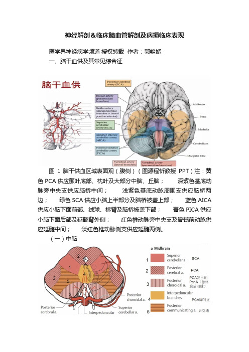 神经解剖＆临床脑血管解剖及病损临床表现