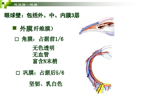 学前儿童卫生保健-感觉器官-视器-PPT文档