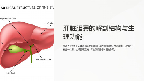 消化系课件PPT-肝脏胆囊的解剖结构与生理功能