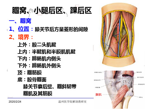 局部解剖学-小腿后区、踝后区