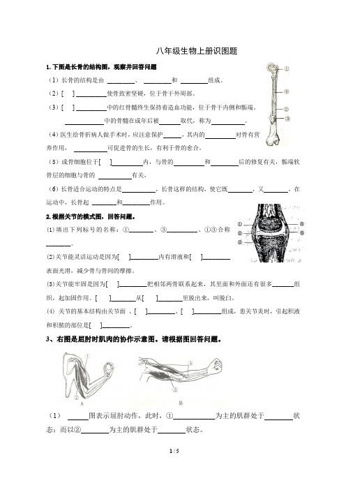 八年级生物上册识图练习