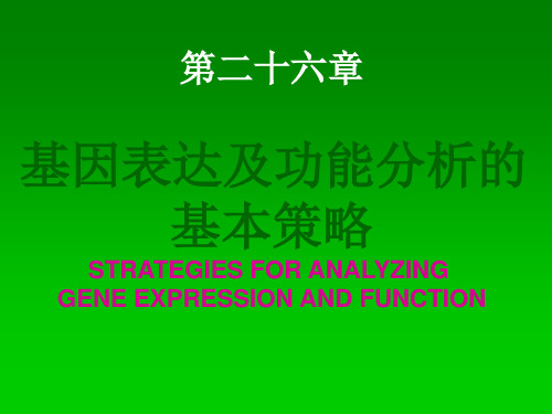 基因表达及功能分析的基本策略ppt课件