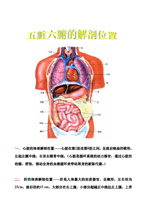 五脏六腑的解剖位置