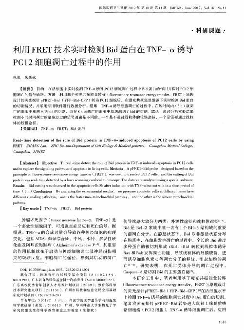 利用FRET技术实时检测Bid蛋白在TNF-α诱导PC12细胞凋亡过程中的作用