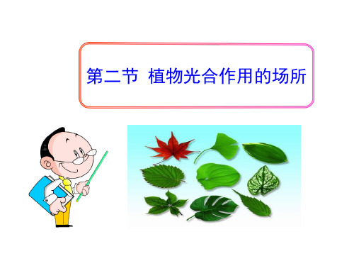 苏教版七年级生物上册 植物光合作用的场所 教学课件