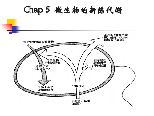 第五章微生物的代谢与发酵