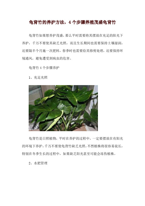 龟背竹的养护方法,4个步骤养殖茂盛龟背竹