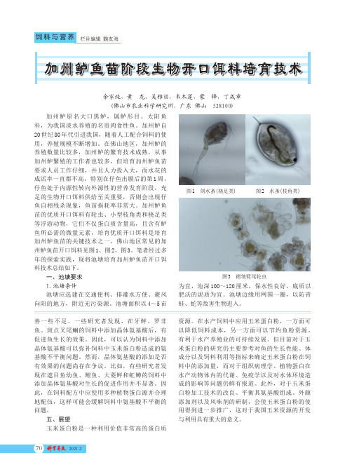 加州鲈鱼苗阶段生物开口饵料培育技术