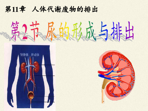 北师大版初中生物七年级下册课件-4.11.2 尿的形成与排出6