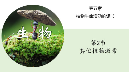 其他植物激素ppt课件