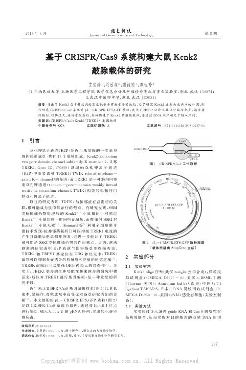 基于CRISPRCas9系统构建大鼠Kcnk2敲除载体的研究