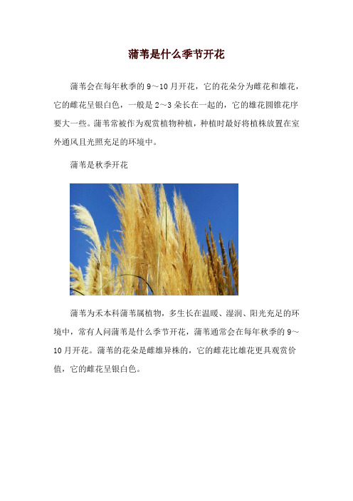 蒲苇是什么季节开花