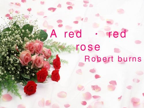 red red rose