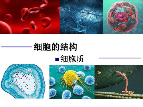 2.3 细胞质、细胞核、原核细胞