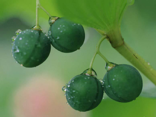 七年级生物开花与结果课件