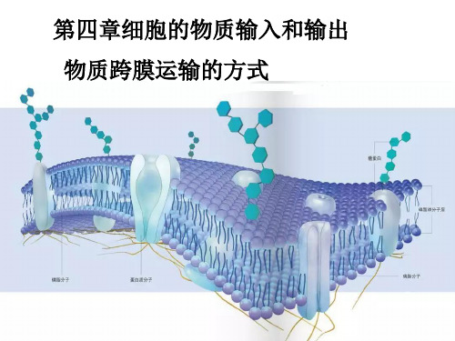 被动运输和主动运输-山东省日照市日照青山学校高考地理复习课件(共16张PPT)