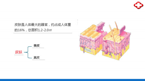 感觉器官—皮肤(正常人体结构课件)