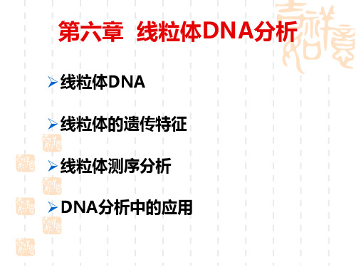 人类DNA分析：第六章  线粒体DNA分析