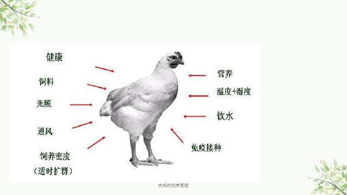 肉鸡的饲养管理课件