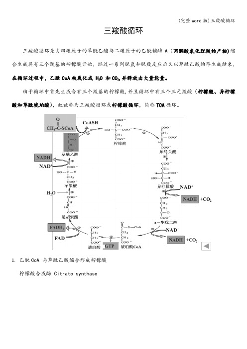 (完整word版)三羧酸循环