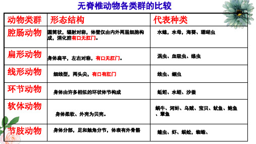 脊椎动物的主要类群