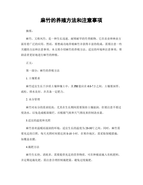 麻竹的养殖方法和注意事项