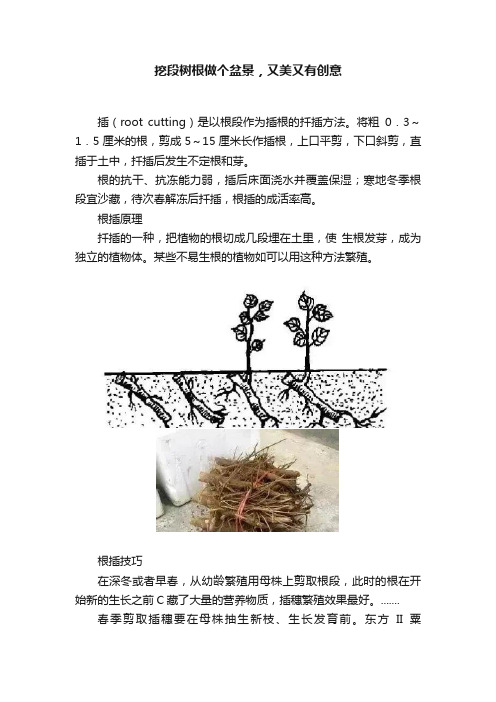 挖段树根做个盆景，又美又有创意