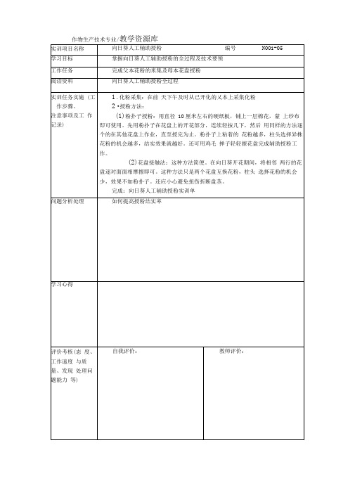 向日葵人工辅助授粉